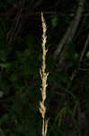 Tall oatgrass